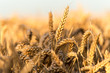Golden Wheat Field