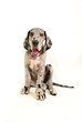 Welpe deutsche dogge