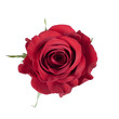 canvas print picture - red rose