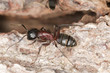 Macro photo of a Carpenter ant, Camponotus herculeanus
