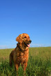 Golden retriever dog