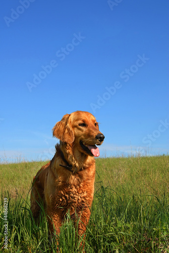 Photo: Golden retriever dog Golden retriever dog