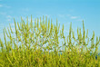 Foto: Traubenkraut Ragweed Allergie Traubenkraut Ragweed Allergie