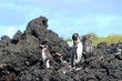 Penguin family  in the wild,  Galapagos Islands