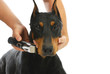 Photo: shaving dogs face shaving dogs face