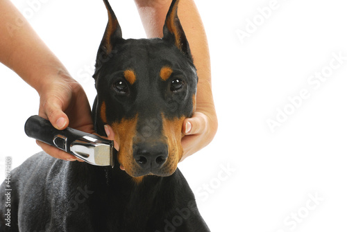 Photo: shaving dogs face shaving dogs face