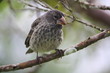 Darwin Finch, Galapagos