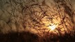 reed swaying at the sunset