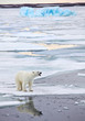 Polar bear in natural environment