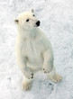 Polar bear