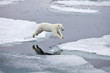 Polar bear in natural environment