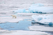 Polar bear in natural environment