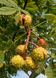 Rosskastanien - Aesculus hippocastanum