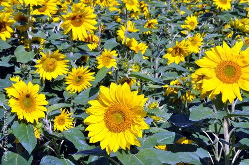 Photo: Sonnenblumenfeld Sonnenblumenfeld