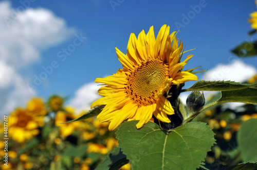 Photo: Eine Sonnenblume im Sonnenblumenfeld Eine Sonnenblume im Sonnenblumenfeld