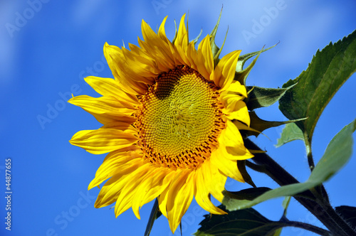 Photo: Eine Sonnenblume vor blauen Himmel Eine Sonnenblume vor blauen Himmel