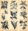 Fleurs du jardin