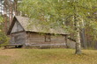 Cabin in the woods under a birch