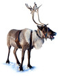 Northern deer