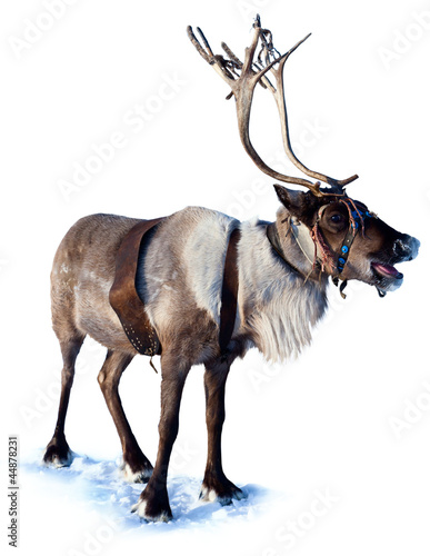Photo: Northern deer Northern deer
