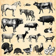 Animaux de la ferme