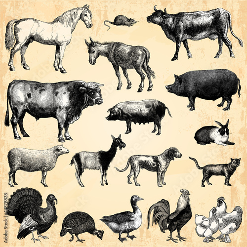 Vector: Animaux de la ferme Animaux de la ferme