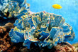 Beautiful Coral