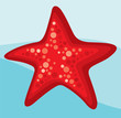 Vecteur : starfish starfish