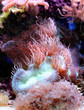 Beautiful Coral