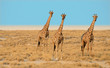 Giraffa 9
