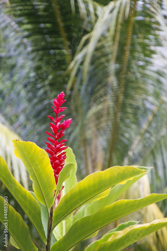 Photo: Red Flowers in a Tropical Rain Forest Red Flowers in a Tropical Rain Forest