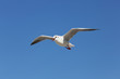 Seeschwalbe vor blauem Himmel