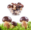 Collection of Fresh forest mushrooms in tray and on moss