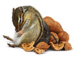 Photo: Funny overeating chipmunk with nuts Funny overeating chipmunk with nuts