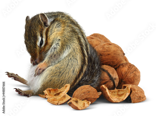 Photo: Funny overeating chipmunk with nuts Funny overeating chipmunk with nuts