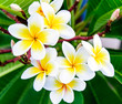 White frangipani