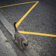 chat gris sur la route