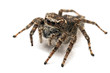 Foto: Jumping spider isolated over white Jumping spider isolated over white