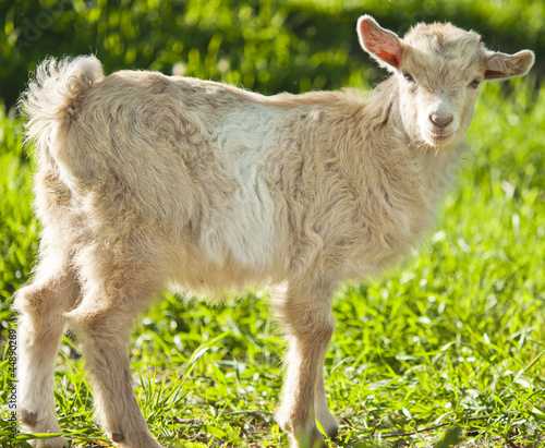 Photo: goat grazing goat grazing