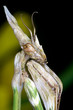 Foto: mantis mantis