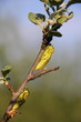 Butterfly chrysalis.