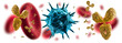 Virus mit Antikörpern vor weiss