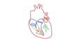 Human Heart structure animation illustration 