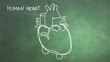 Human Heart structure