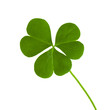 green clover symbol of a St Patrick day