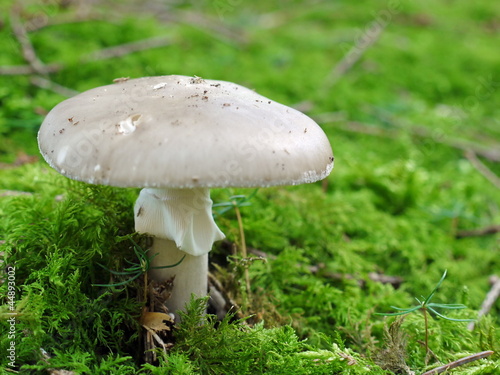 Foto: Knollenblätterpilz Amanita phalloides Knollenblätterpilz Amanita phalloides