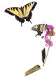 Foto: Tiger Swallowtail metamorphosis Tiger Swallowtail metamorphosis