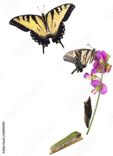 Photo: Tiger Swallowtail metamorphosis Tiger Swallowtail metamorphosis