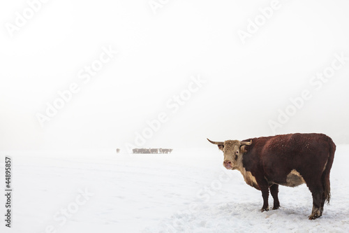 Photo: Highland cattle in a foggy white winter scene Highland cattle in a foggy white winter scene