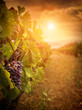 Vineyard in autumn harvest